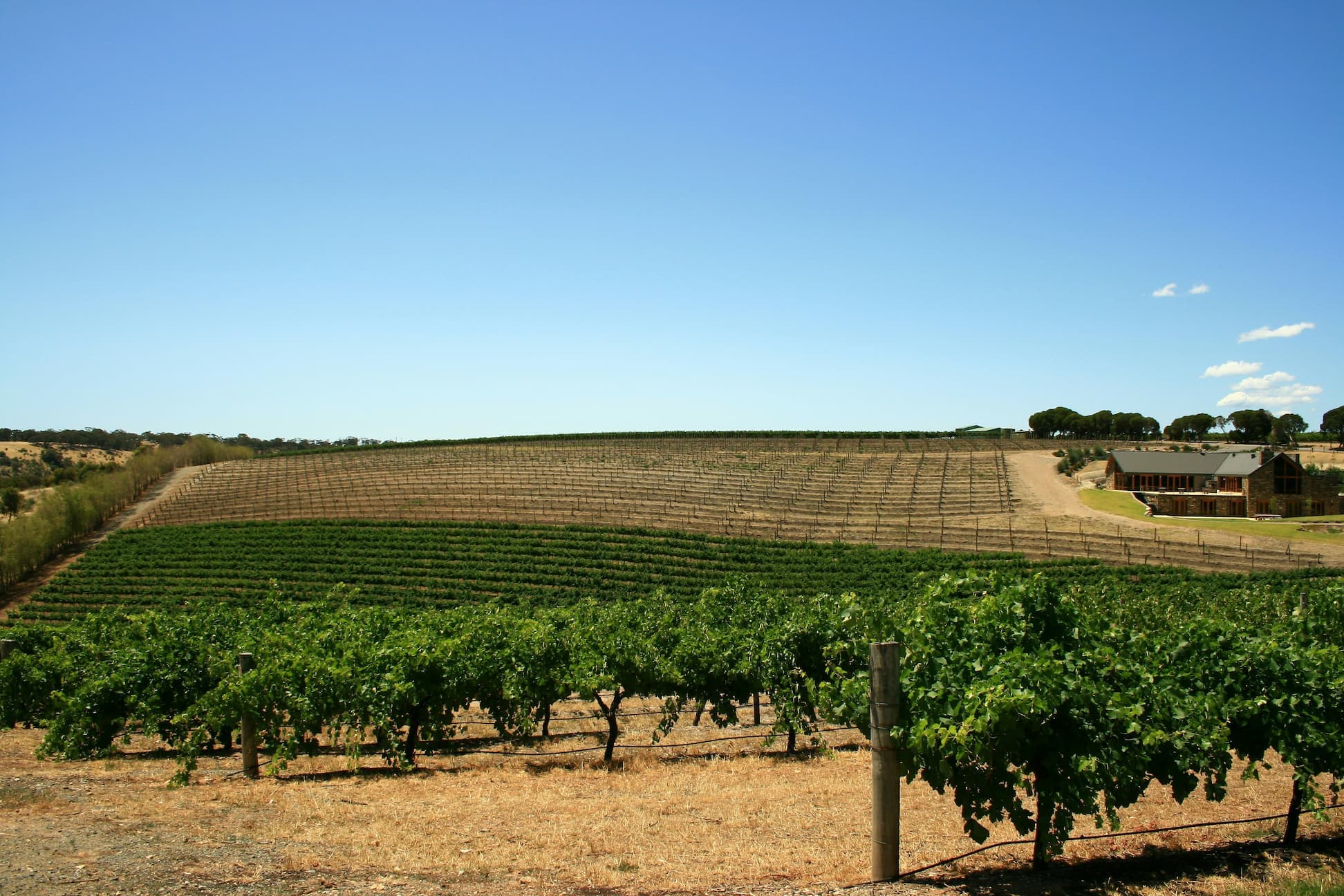 Australia vineyards