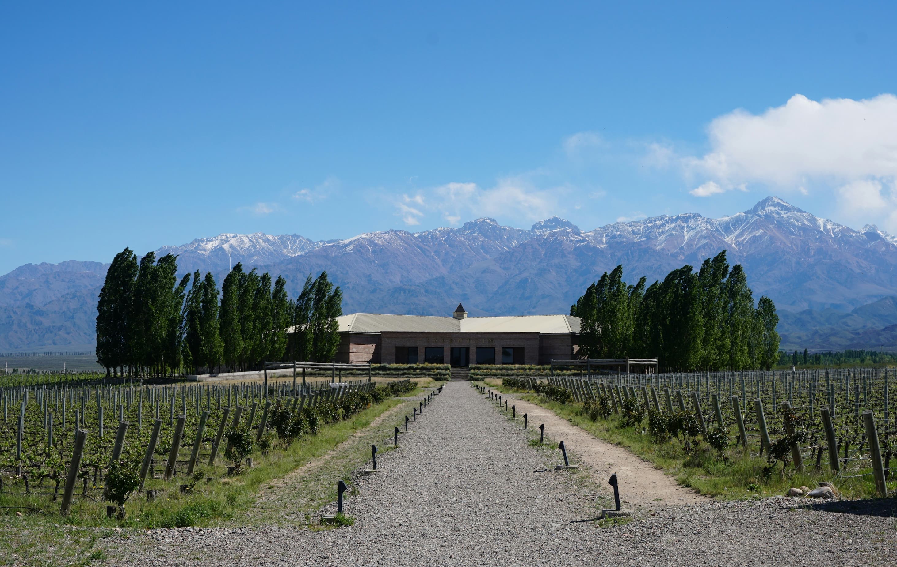 Argentina vineyards