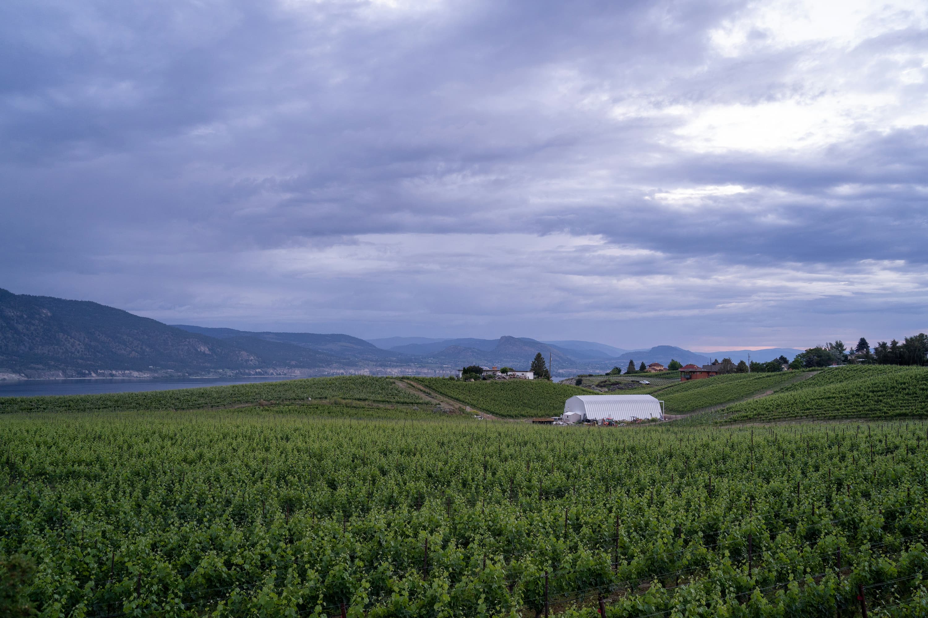 Canada vineyards