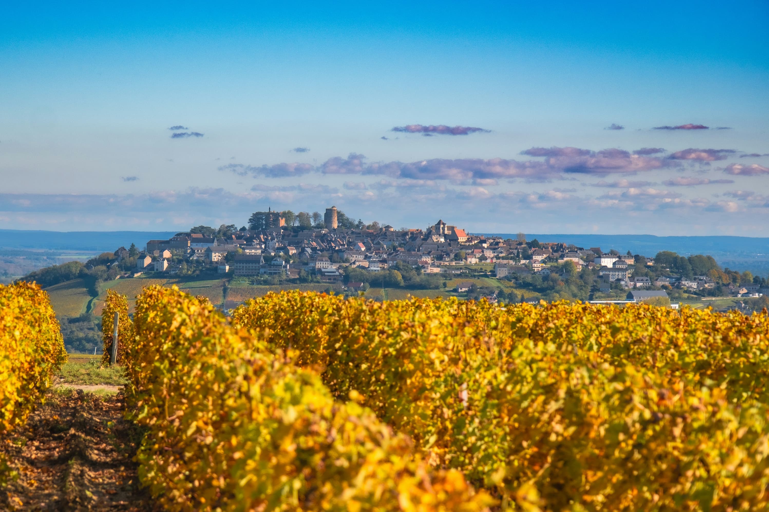 France vineyards