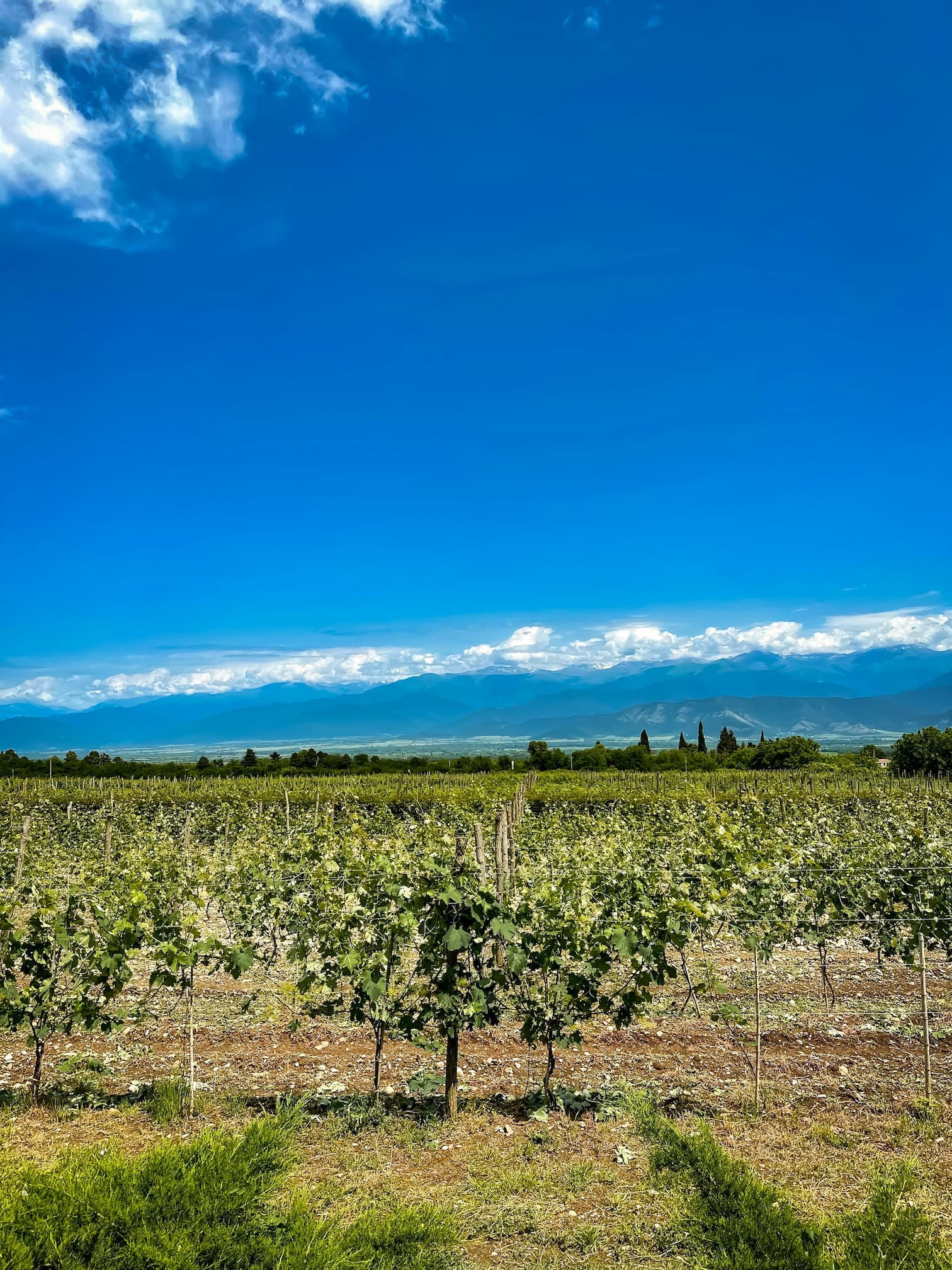Georgia wine region