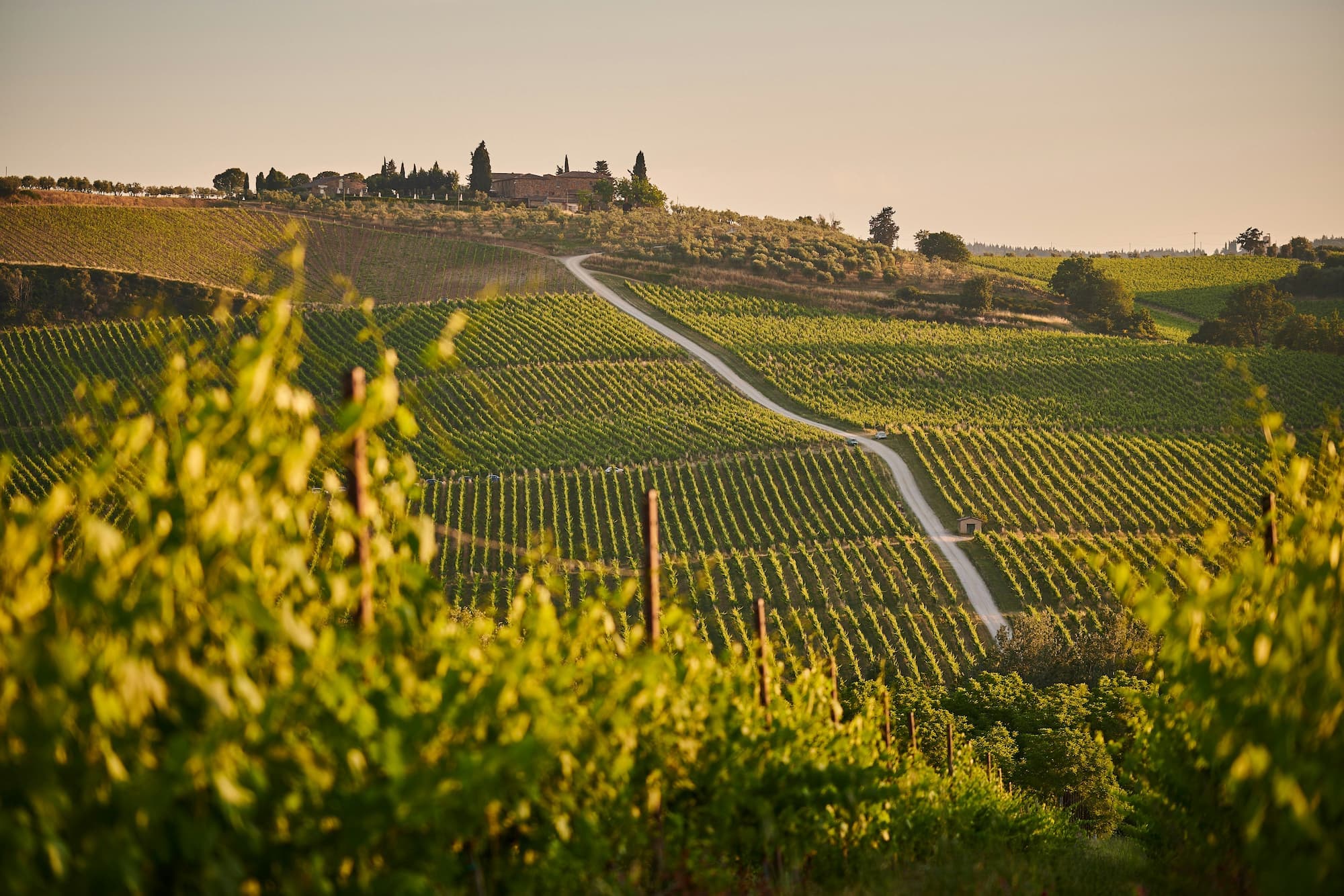 Italy wine region