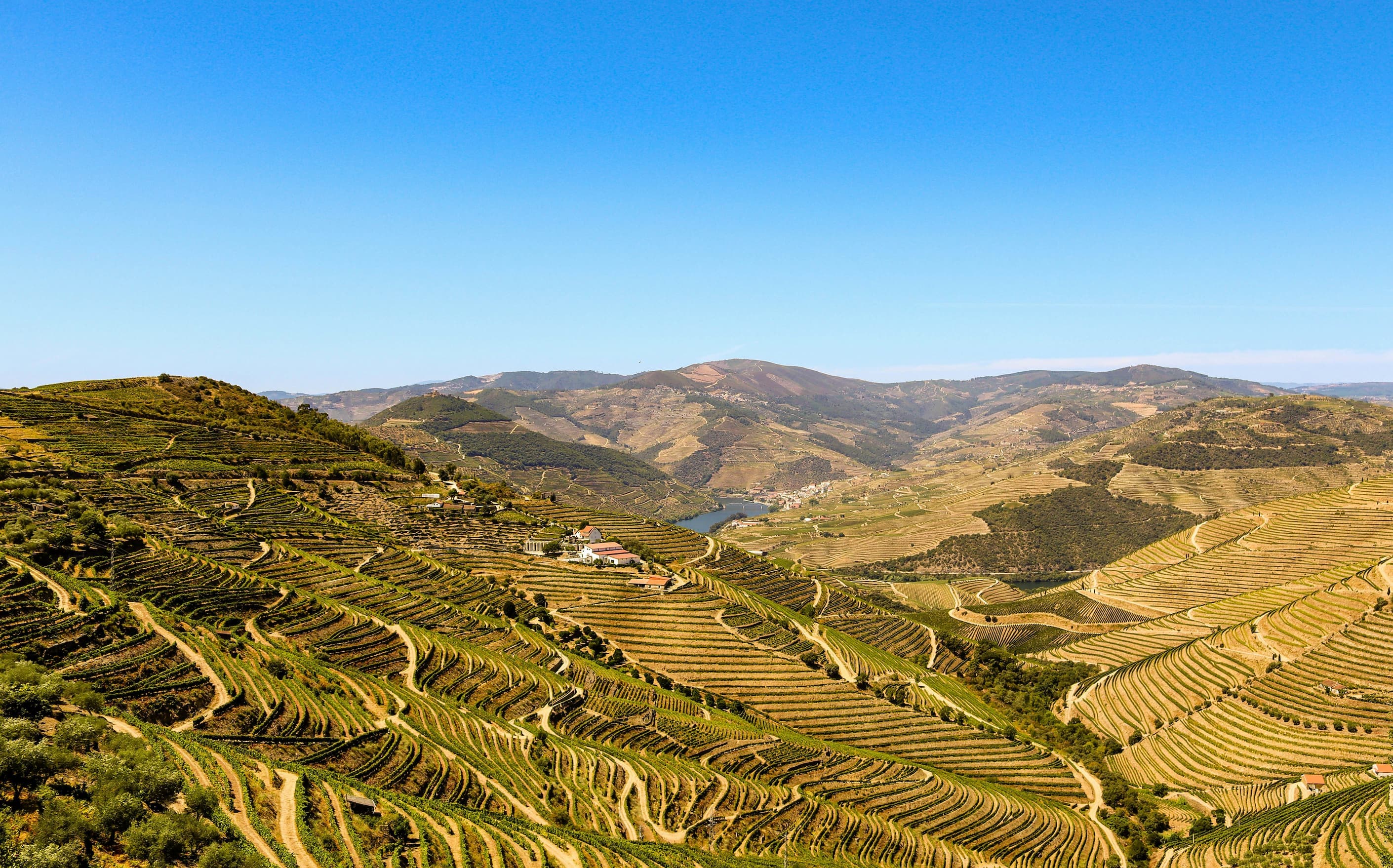 Portugal vineyards